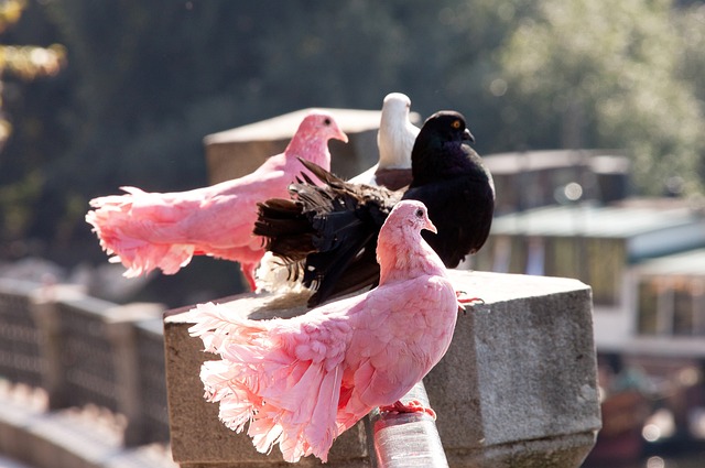 让小学生“人人会游泳,个个会自救”.